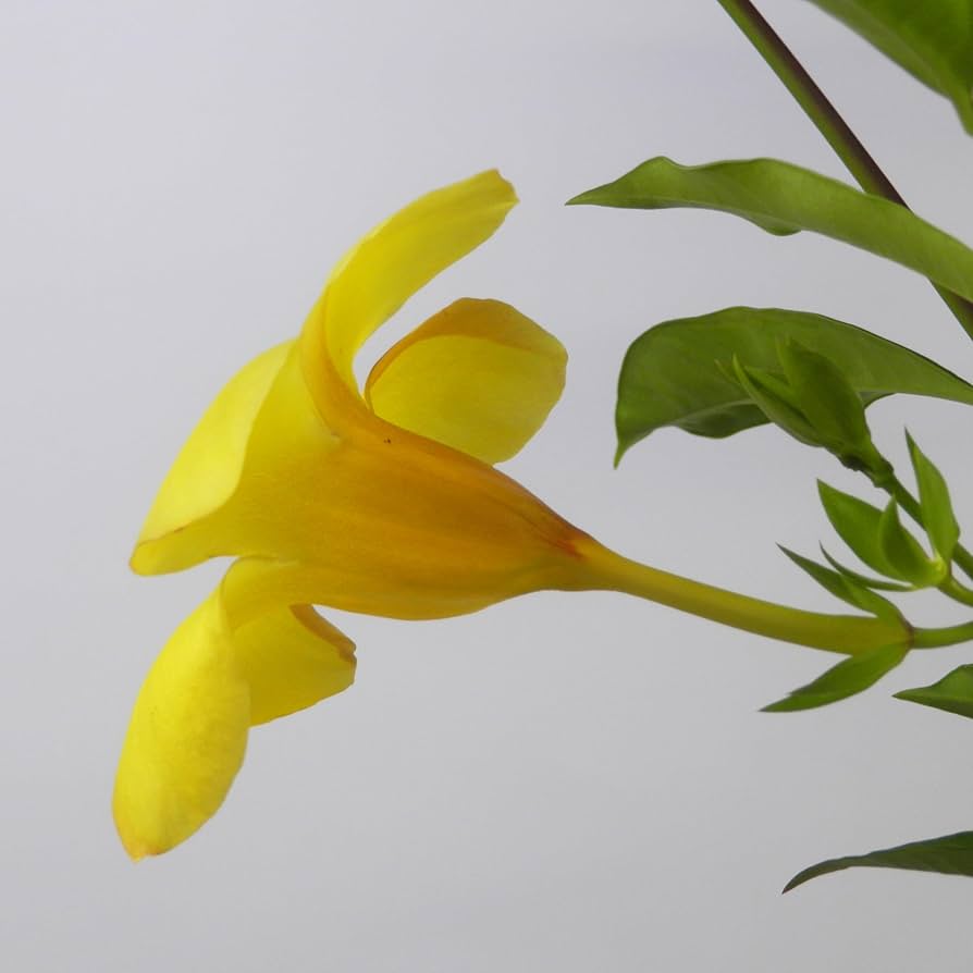 SALE 夏から晩秋まで大きな鮮やかな黄色花が咲き続けるアラマンダの苗木です。 SALE 夏から晩秋まで大きな鮮やかな黄色花が咲き続ける