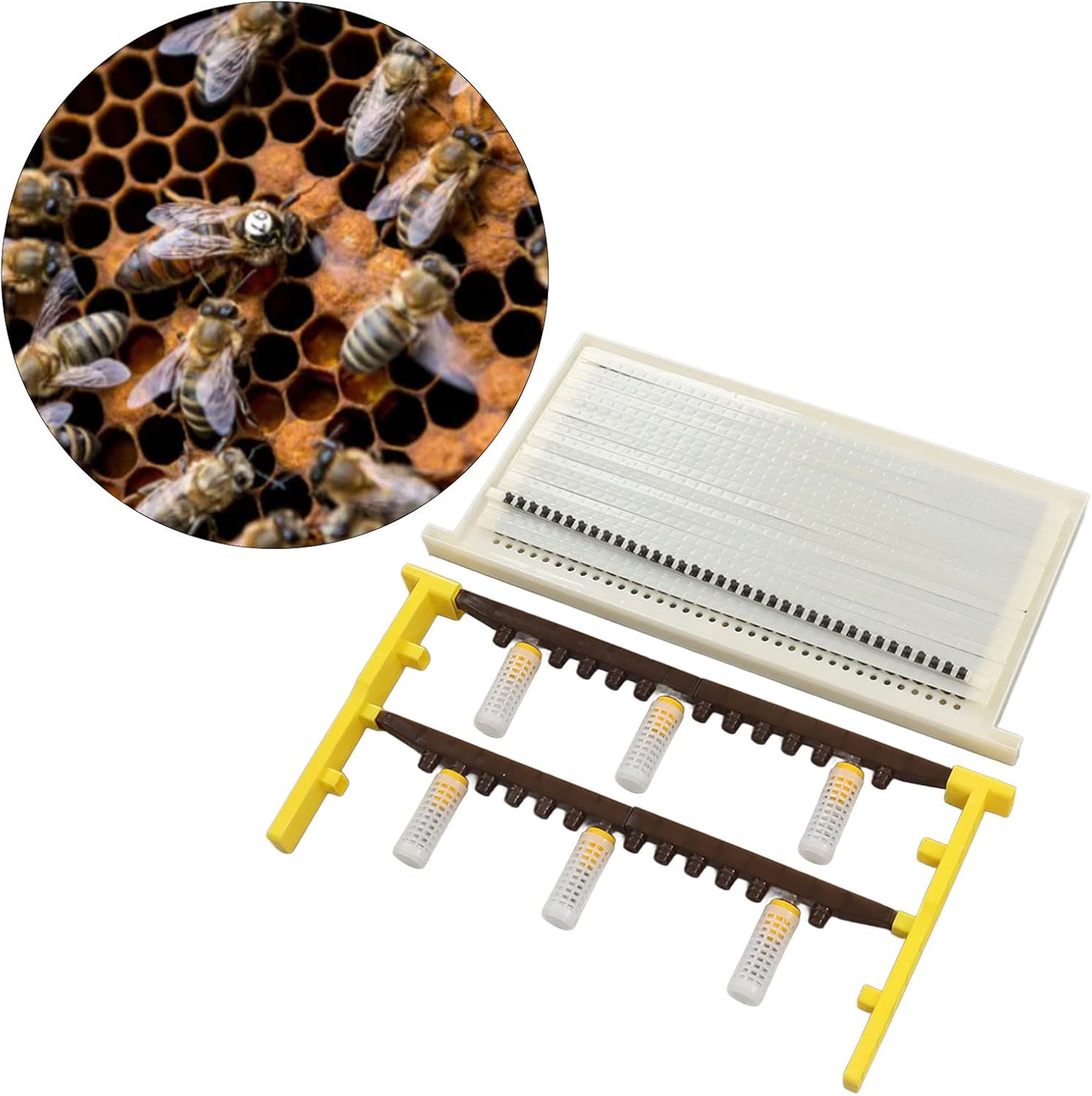 Queen Bee Breeding Kit, Beekeeping Cell Cup, Queen Bee Breeding Frame Set for Beekeepers