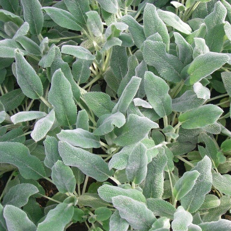 6x Ezelsoren - Stachys byzantina 'Silver Carpet' - 9x9 cm Pot - Zilvergrijs  Blad : Amazon.nl: Tuin, terras & gazon