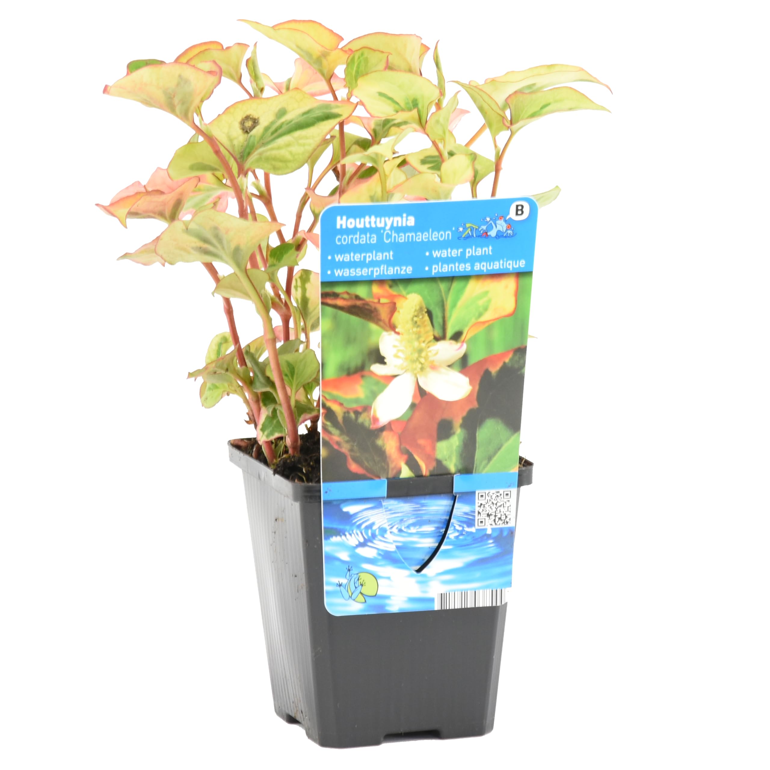 Bloomique - Houttuynia cordata ‘Chameleon’ - Doku-dami - Anémona de pantano - Plantas de estanque - Acuáticas - Resistente al frío - Altura 10-20 cm - Maceta 9 cm