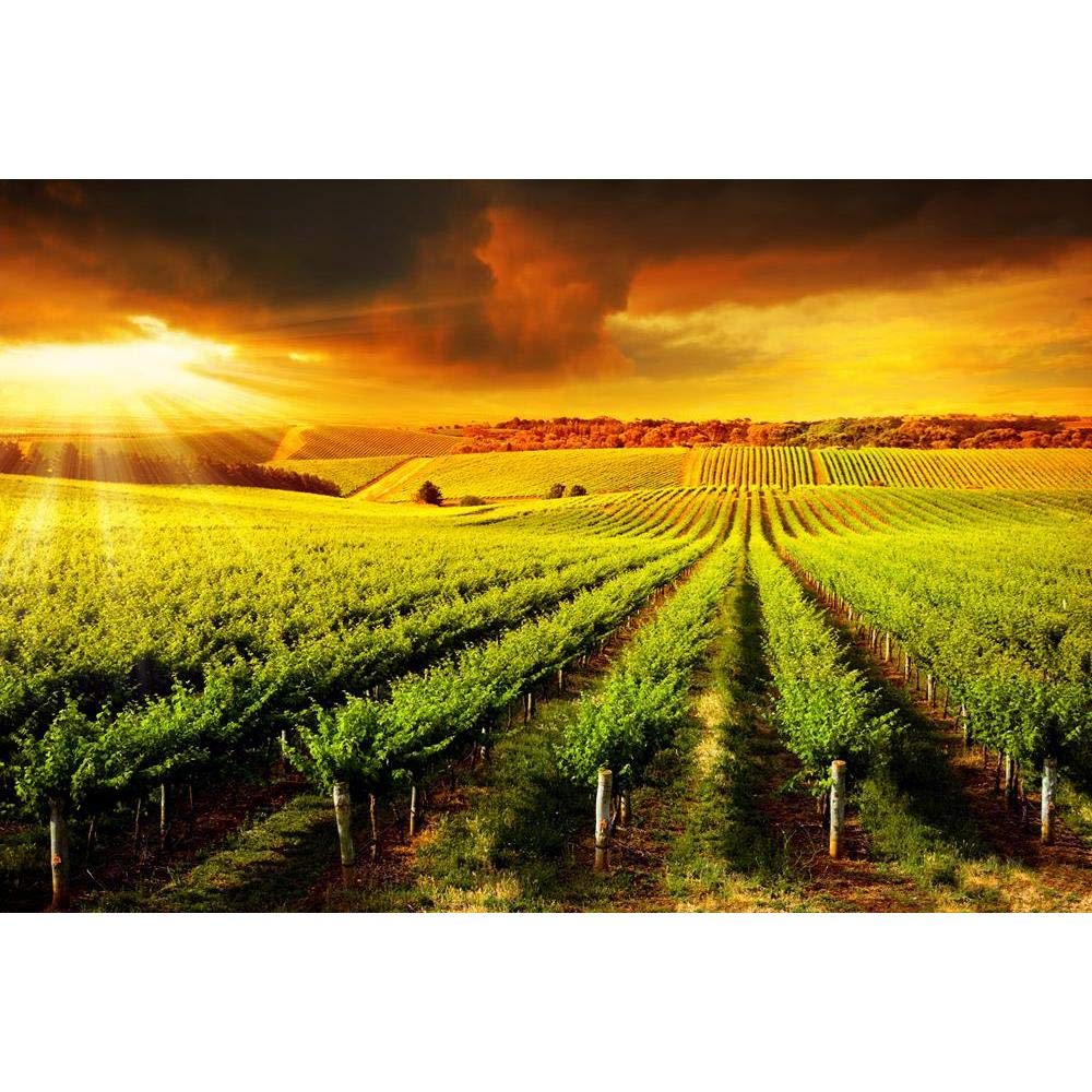 ArtzFolio Sunset Over A Barossa Vineyard Unframed Premium Canvas Painting 17.9inch x 12inch (45.4cms x 30.5cms)