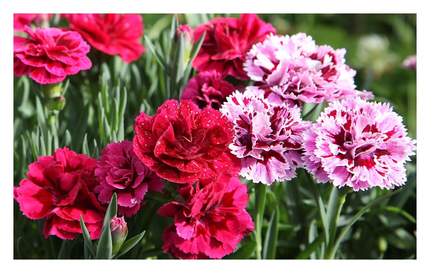 ORO FLOWERS 5KG – Długodziałający specjalistyczny nawóz do róż i kwiatów rabatowych