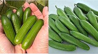 Park Easy Grow Organic Cucumber Seed Bundle