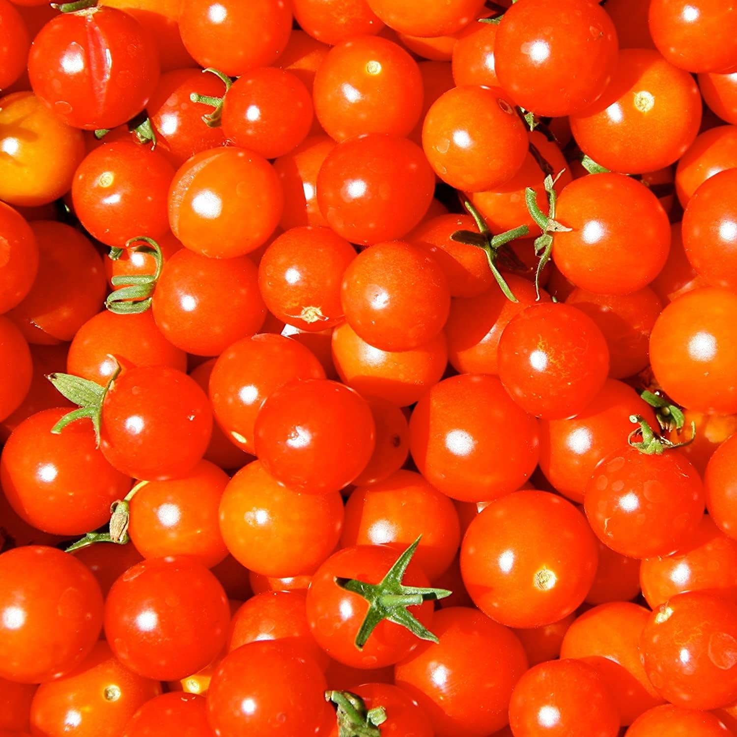 Cherry Tomato Red – High-Yield Vegetable Seeds for Home and Terrace Gardening | Tested Cherry Tomato Varieties for Balcony, Patio, and Outdoor Gardens-image-12