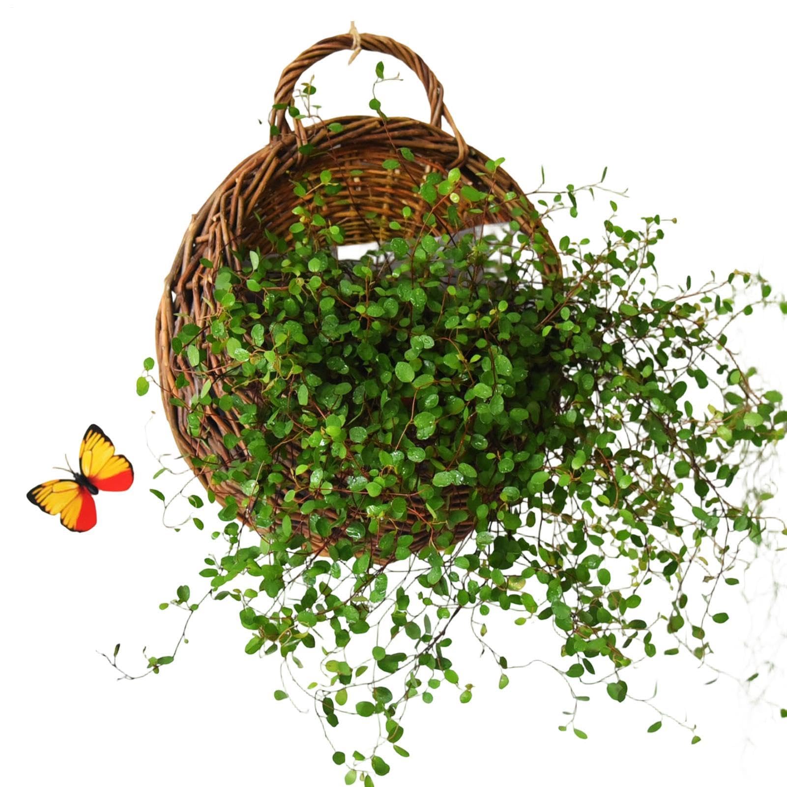 Cesta de pared decorativa de mimbre para crear un hogar acogedor estilo granja