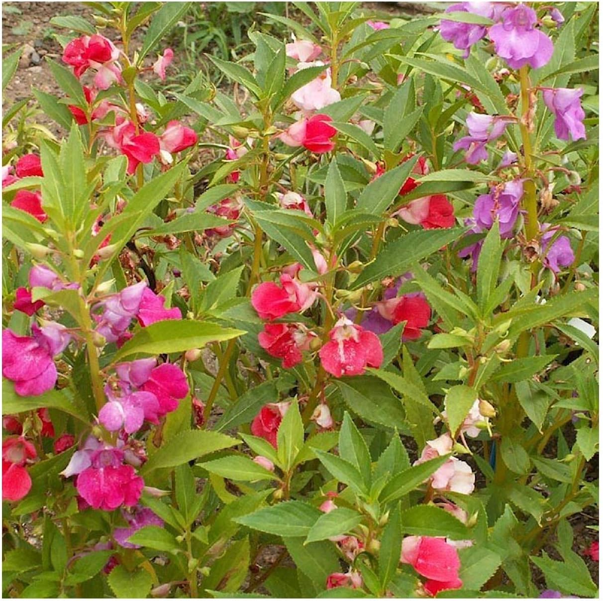 Everwilde Farms - 1 Lb Camilia Flowered Mix Balsam Wildflower Seeds - Gold Vault
