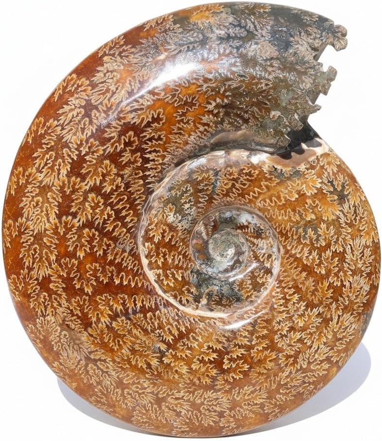 2.2-3.3 LB Large Polished Ammonite Fossil - Real Fossils with Crystal Decoration, Natural Healing Stone for Home & Office, Unique Educational Specimen 1 PC
