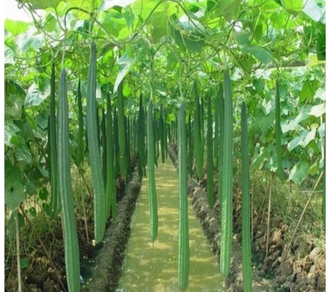 Ridge gourd, or Beerakaya plant seeds nutritional benefits digestion weight blood sugar control Low-calorie rich in dietary fibre vitamins minerals supports healthy digestion and weight management-image-38