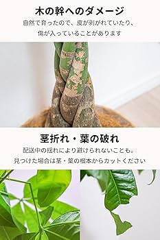 Amazon｜[ miipas ] パキラ 7号鉢 編み込み ねじり 本物 大型
