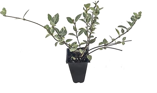 Jazmín asiático abigarrado mínimo - 20 plantas vivas - Trachelospermum Asiaticum 'variegatum' - Evergreen Groundcover