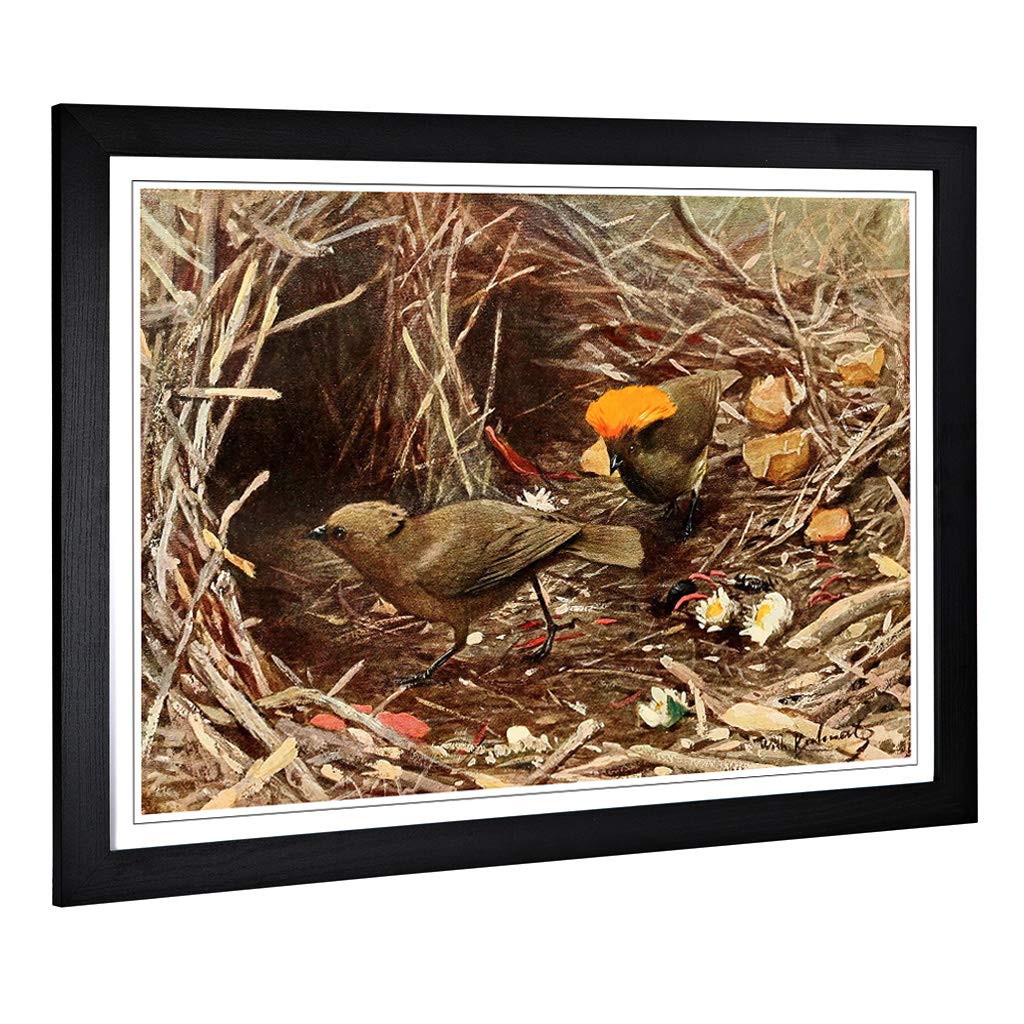 Big Box Art Framed Print of Vintage W Kuhnert Crested Pigeon Design | Wall Art Picture | Home Decor for Kitchen, Living Room, Bedroom, Hallway, Black, A2 / 24.5x18 Inch / 62x45cm