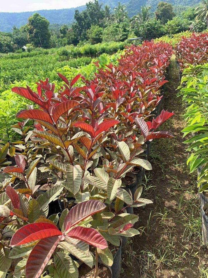 Image of Natura GreenHouse 1 Live Red Malaysian Guava Amrud Plant hybrid all seasons Height 1.5-2 FT (Malaysian Red guava)