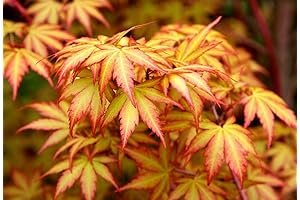 Little Sango Dwarf Coral Bark Japanese Maple