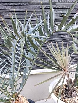 Amazon.co.jp: ホリダス 18cm 超特大 XXL コレクション株 スーパー