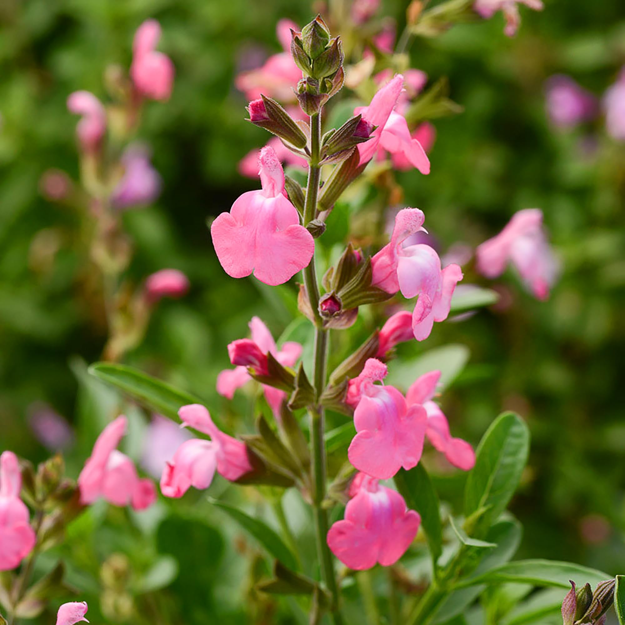 Amazon.com : QAUZUY GARDEN 40 Autumn Sage (Salvia Greggii) Red