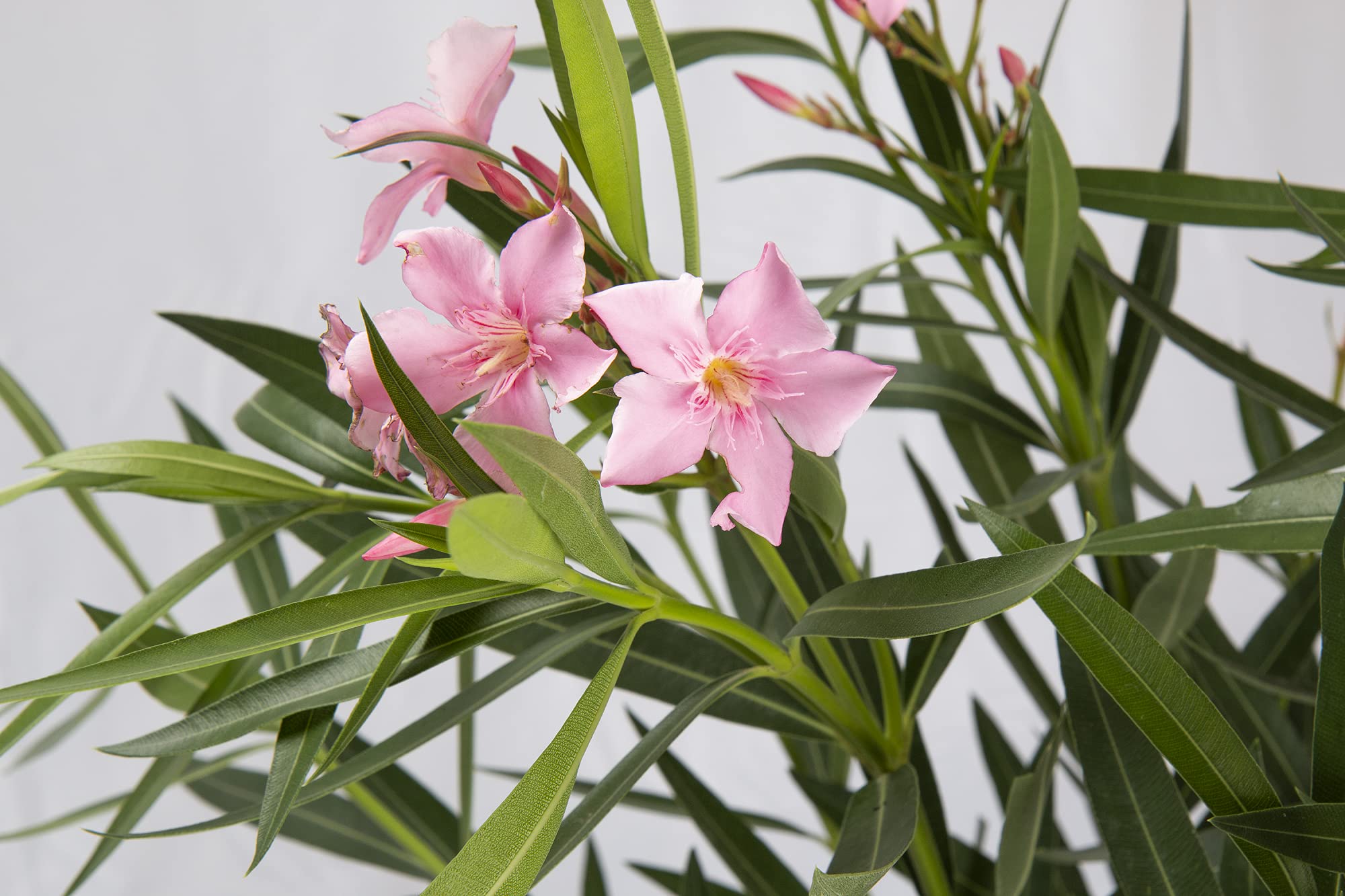 Oleandro - Nerium oleander - Piante da Giardino - Caratteristiche dell'oleandro