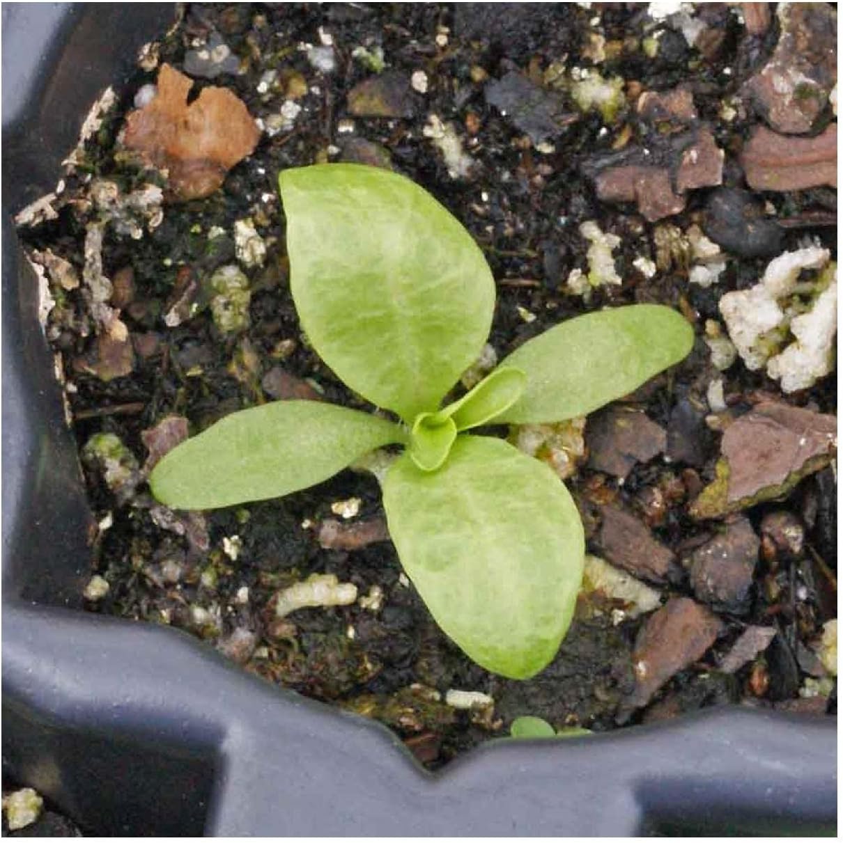 Everwilde Farms - 1 Lb Maltese Cross Wildflower Seeds - Gold Vault