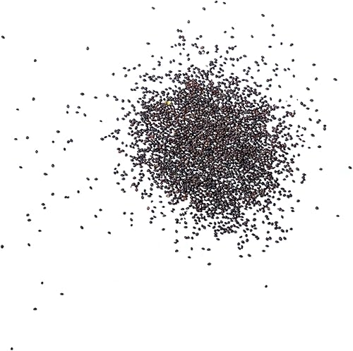 Miniatura 4 de Seed Needs Hierba de menta verde Mentha spicata Twin Pack de 1000 semillas cada una sin OGM