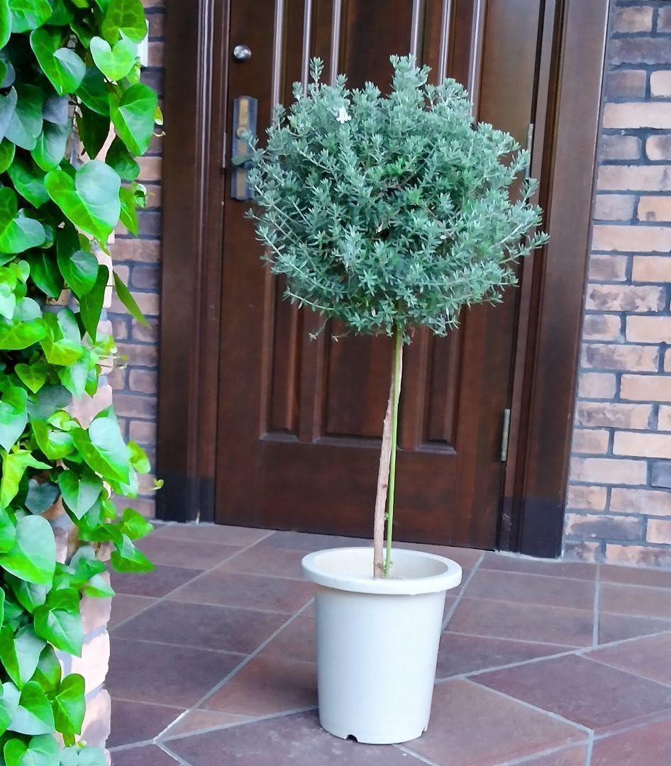 Amazon.co.jp: ウエストリンギア トピアリー スタンド仕立て 苗 97cm