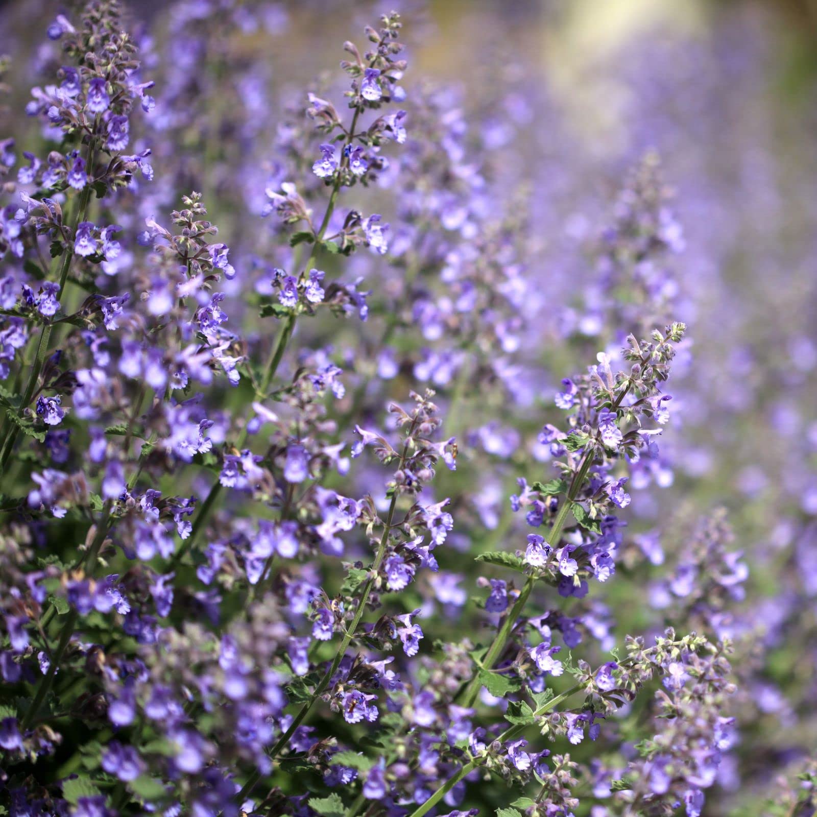 Clovers Garden Catmint