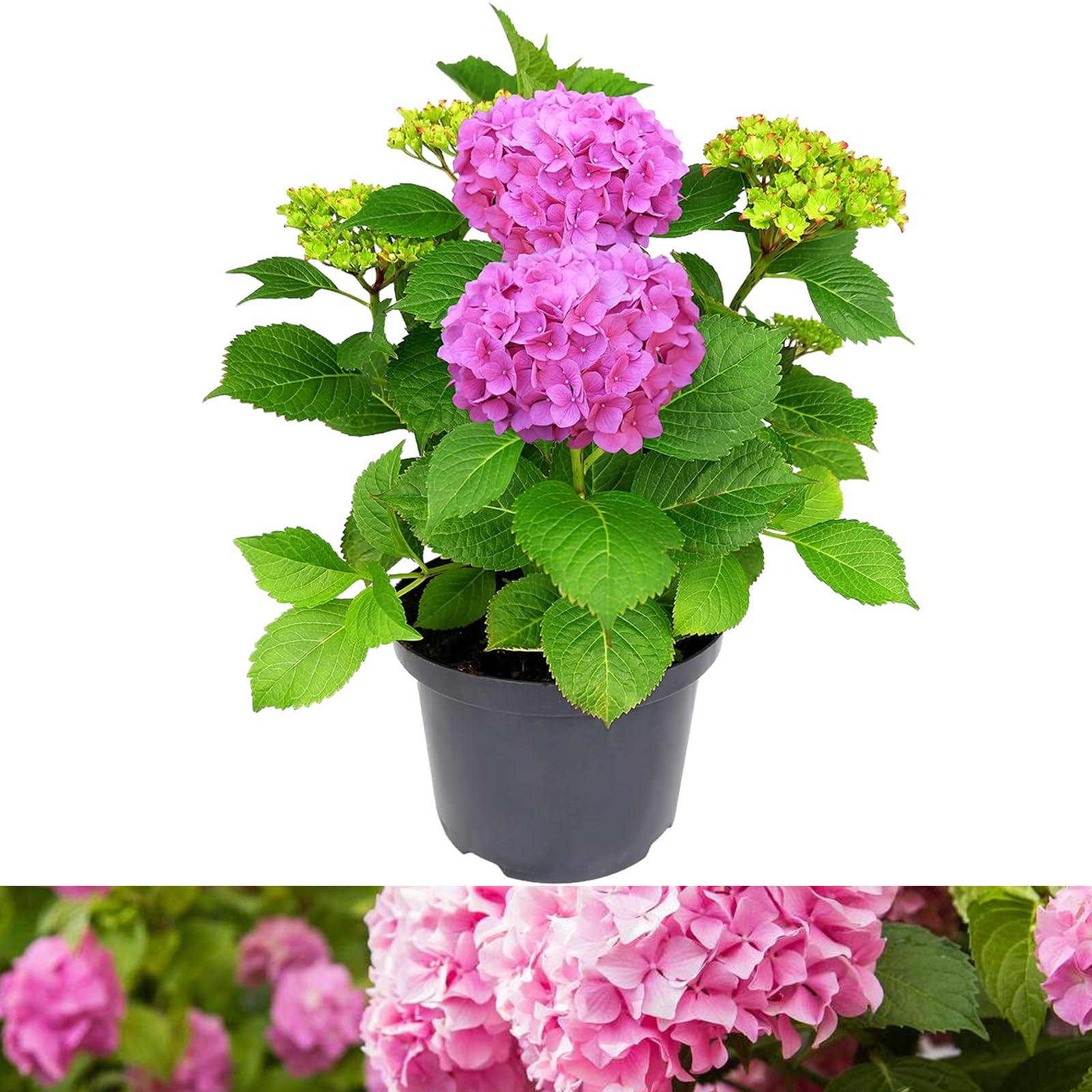 Hydrangea Macrophylla Plant Pink - 5 Liter Pot - Hydrangea Plants Outdoor Garden Ready to Plant - 50-60cm Hydrangeas Potted Shrubs