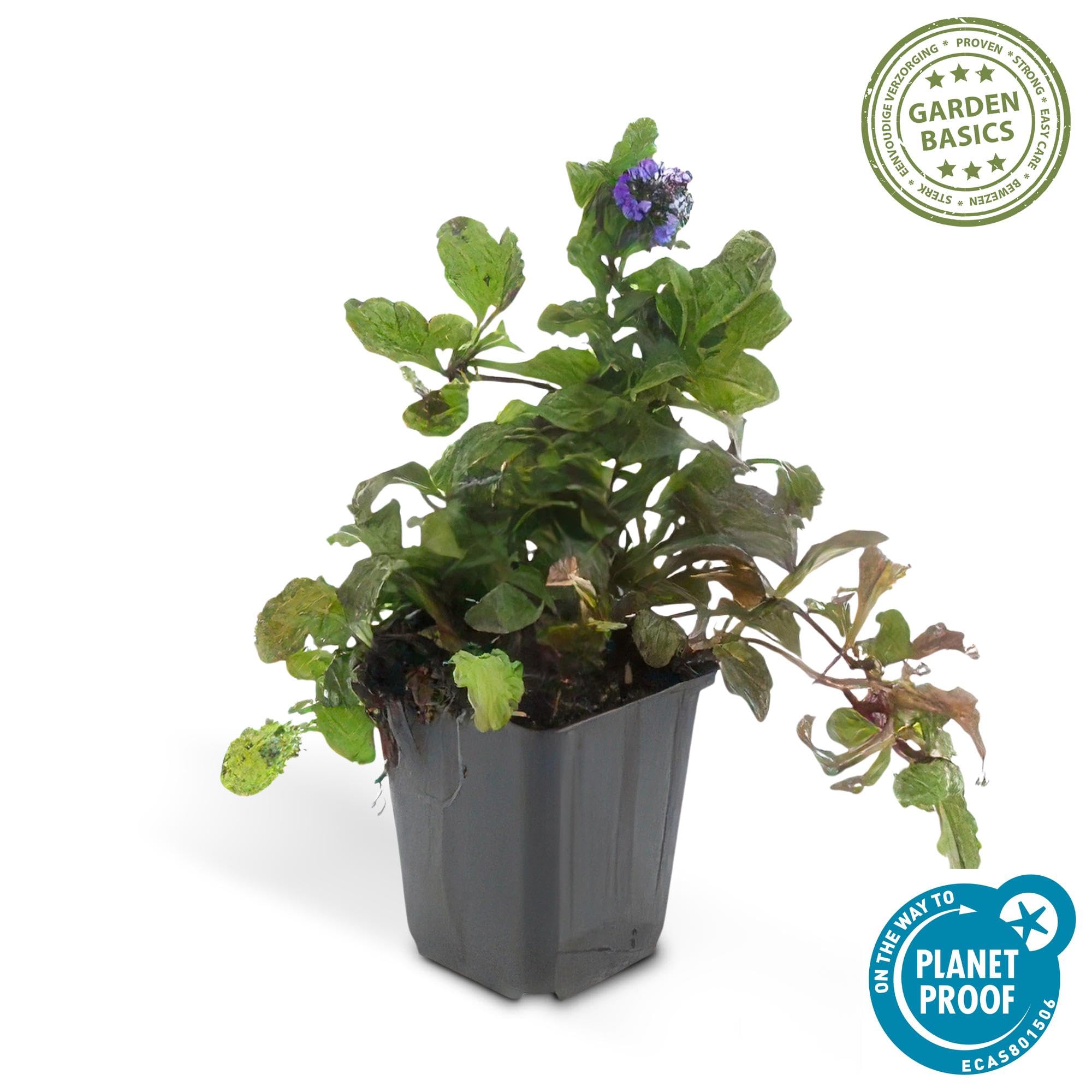 6 Piante Ajuga Reptans, Coprisuolo per Giardino, Fiori Blu, Vaso Ø9cm