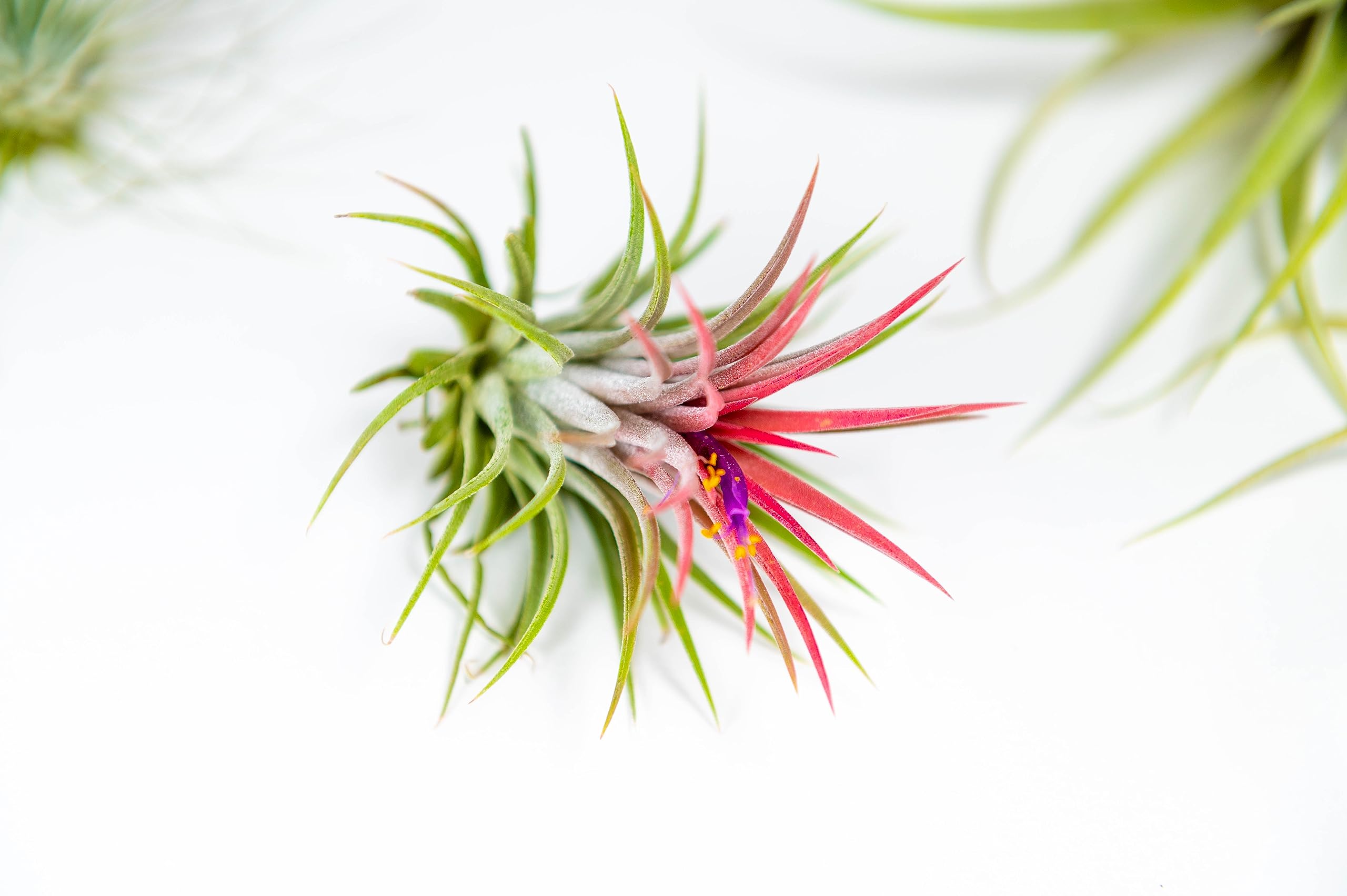 PACK Piante d'aria - Tillandsia Ionantha Rosada, Tillandsia Ionantha Verde, T. Capitata Peach - Piante da fiore naturali - Esterni ed interni (9)