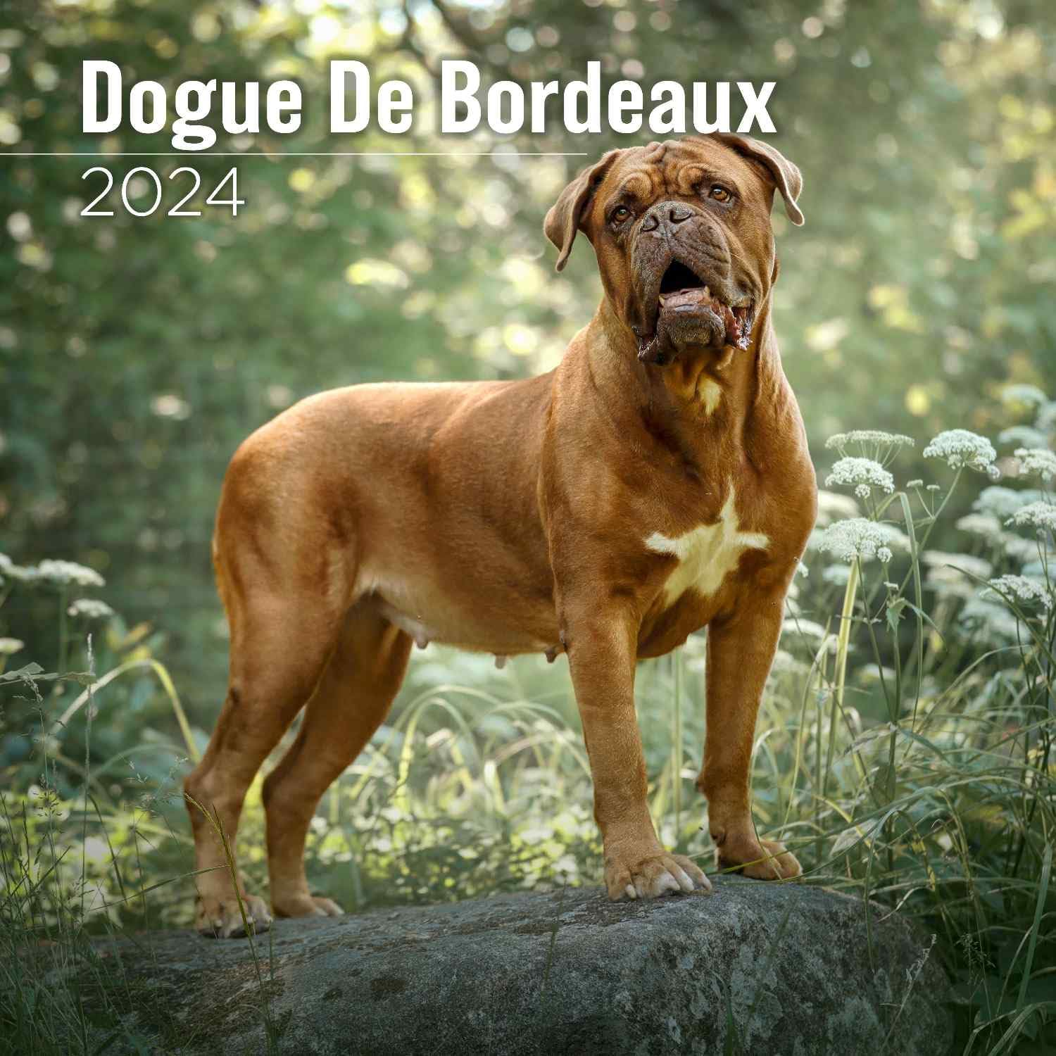 2025 Dogue De Bordeaux Calendar - Dog Breed Wall Calendar - 12 x 24 Open - Thick No-Bleed Paper - 14 Month Planner Calendar Organizing & Planning