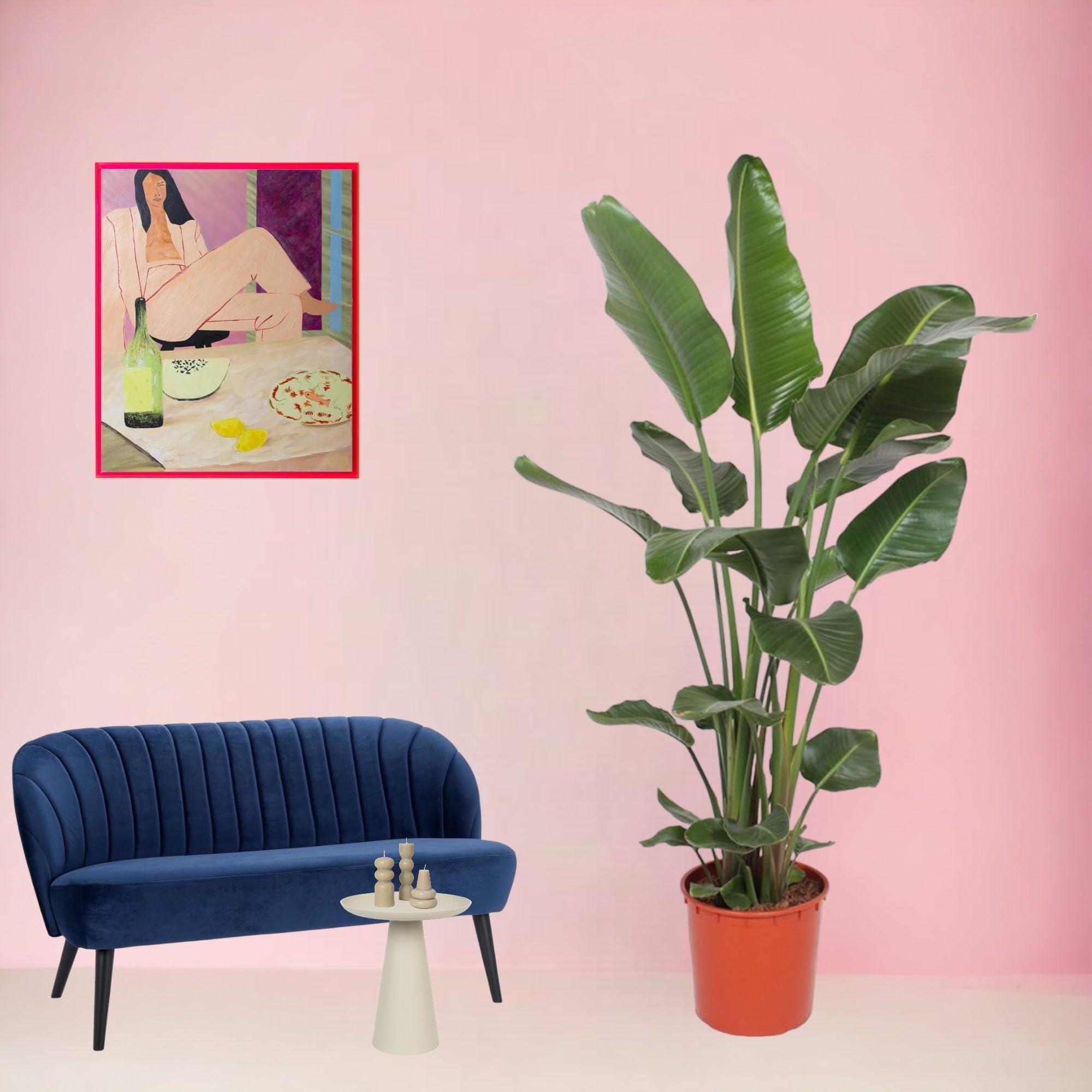 Green Bubble Trendyplants - Strelitzia Nicolai - Bird of Paradise - Potted  Plant - Pot Size 27 cm - Height 170-190 cm : Amazon.se: Garden