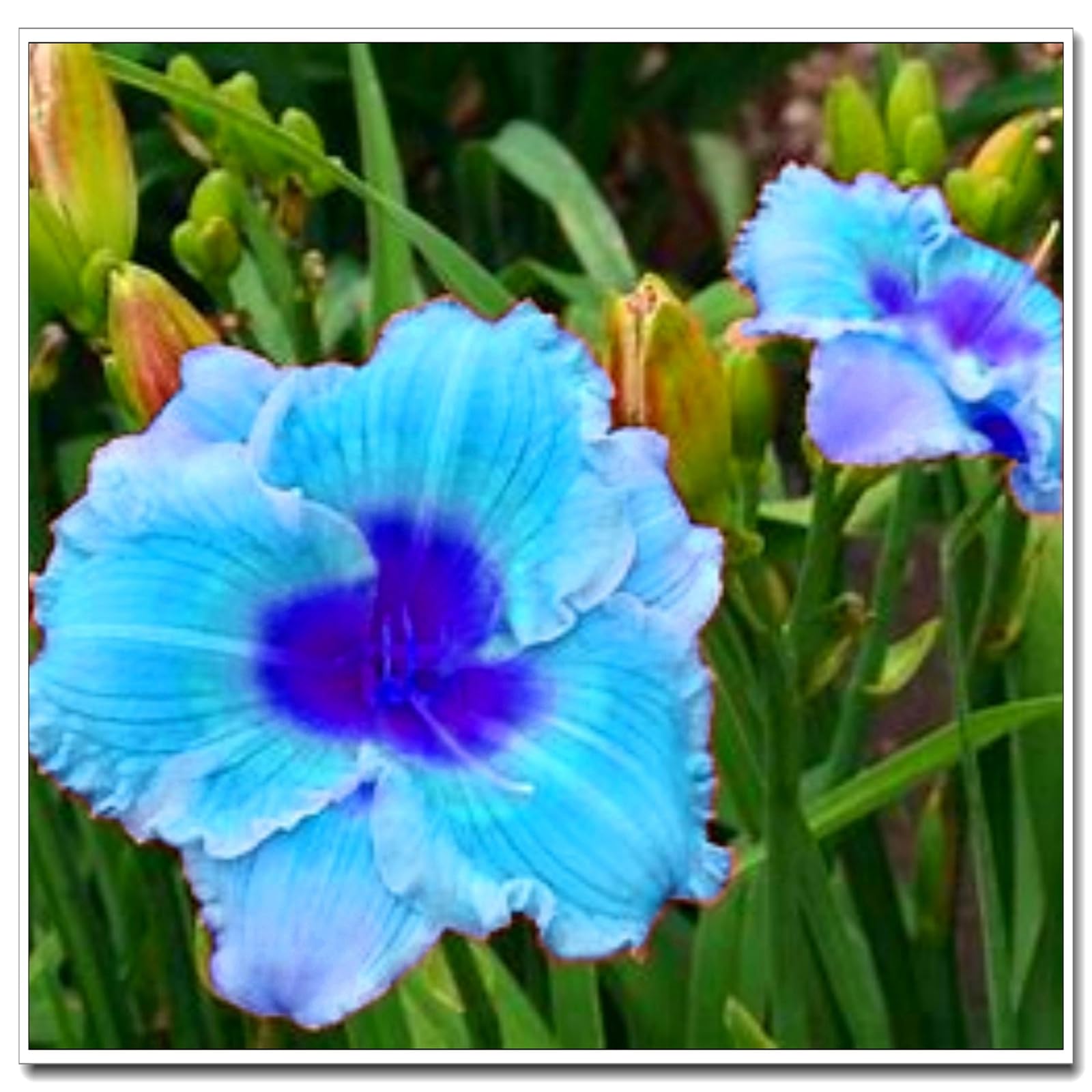 Robusti, Bulbi di Hemerocallis - Eleganti, Luminosi, Sostenibili, Aerati-15 Bulbi-I