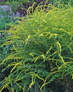 Perennial Farm Solidago Rugosa 'Fireworks' – Live Goldenrod Perennial in...