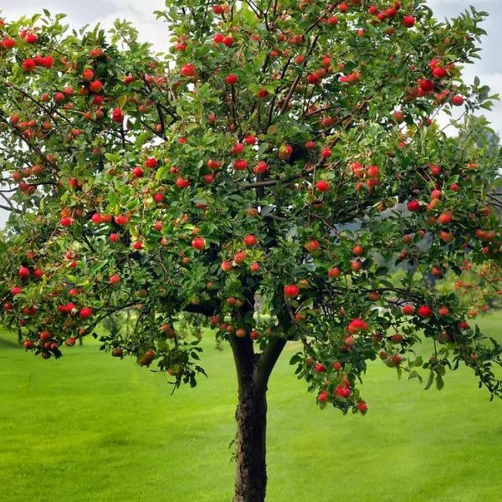 Fuji Apple Tree, 1 Gallon Live Nursery Pot, Sweet, Crisp Fruit | Arbor Day Foundation (Due to Agricultural Laws, Unavailable to CA, WA or AZ)