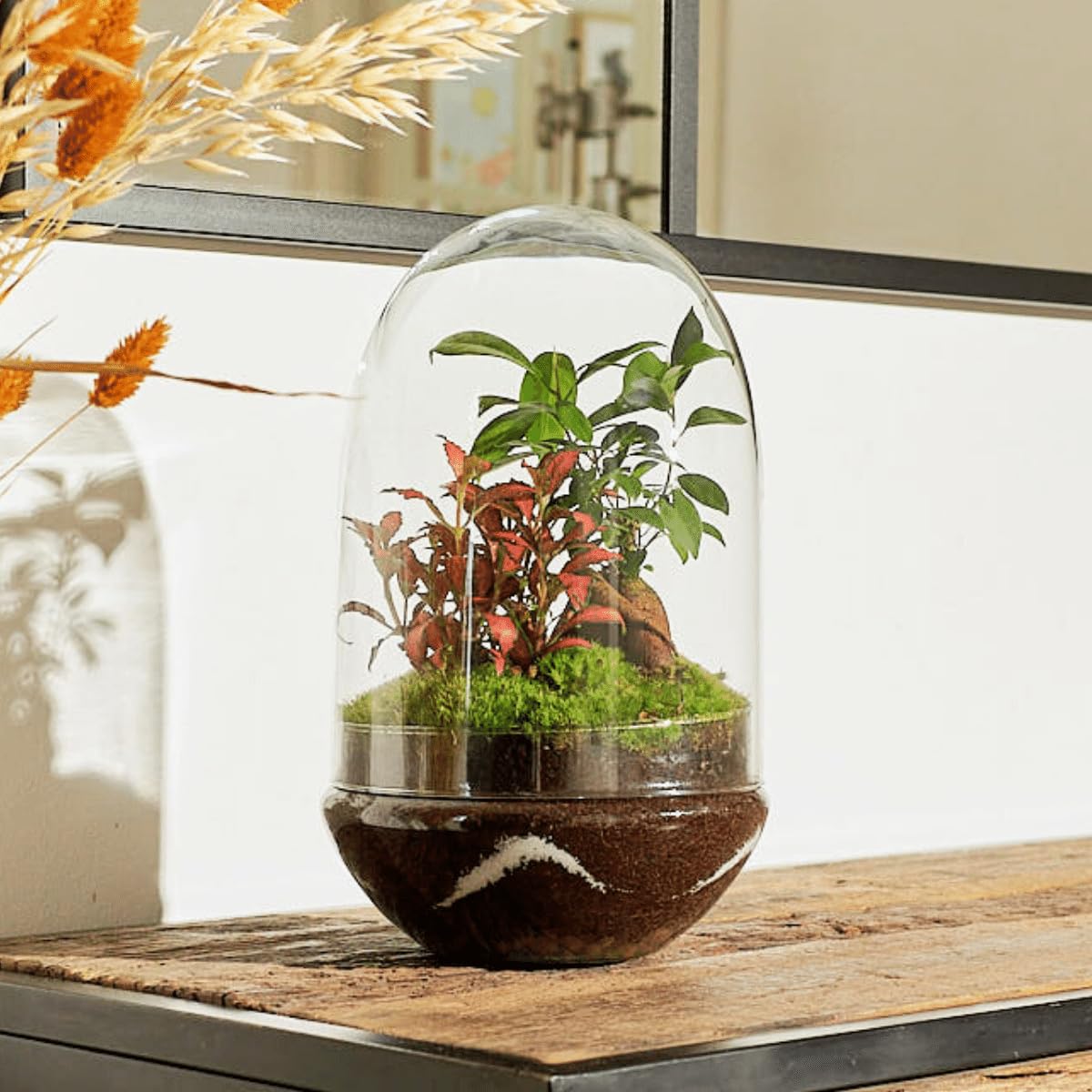 Terrario Plantas Cristal - Cúpula con Ficus Ginseng y Fittonia | Jardin Eterno en Cristal o Ecosistema Cerrado | Ideal para Decoración Hogar | Mediano, 30 cm x 19 cm