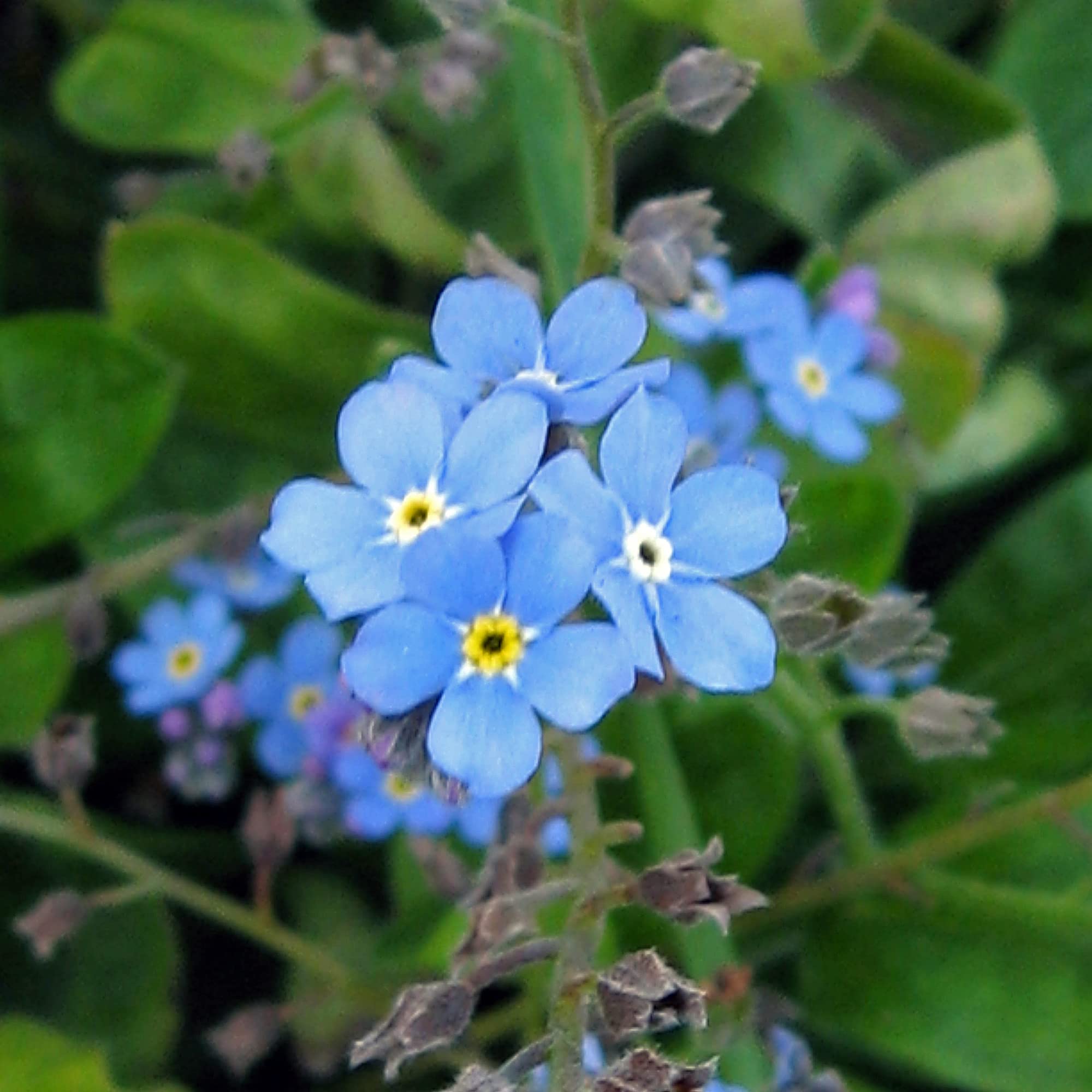 Niezapominajka błękitna (Myosotis sylvatica) 600 nasion
