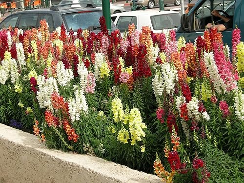 Miniatura 3 de KIRA SEEDS - Seeds Giant Tall Snapdragon Mix - Flores anuales para plantar - Sin OMG