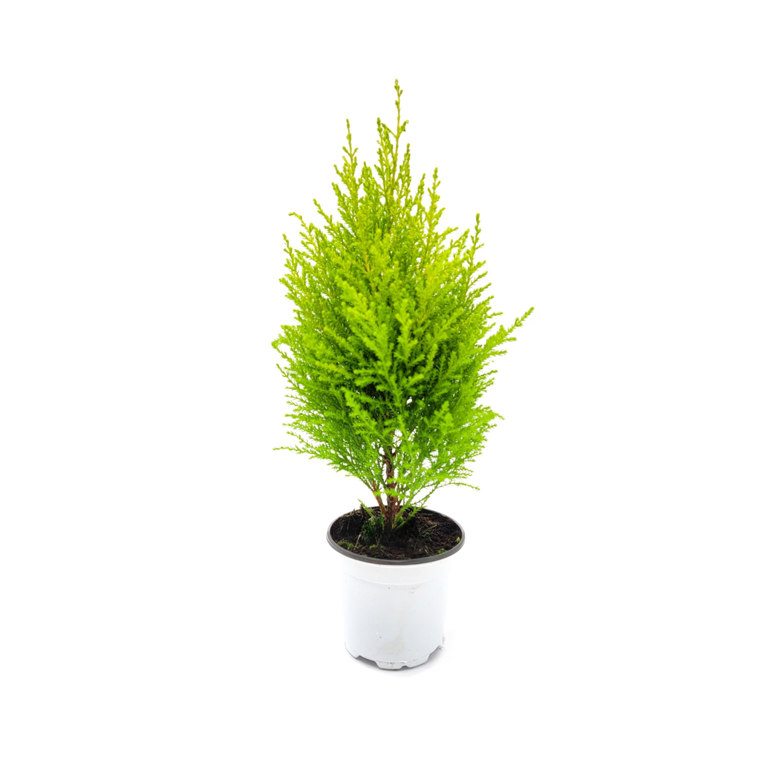 Amazon.com : Live Dwarf Lemon Cypress, Cupressus macrocarpa