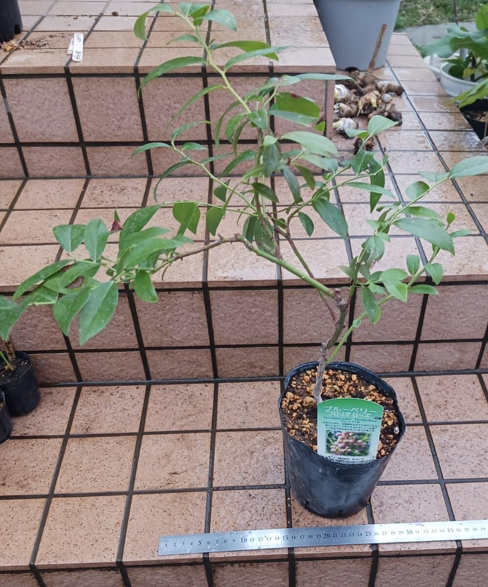 盆栽樹形 受粉樹 幹太め オリーブの木 ネバディロブランコ souju 盆栽樹形 受粉樹 幹太め オリーブの木 ネバディロブランコ souju