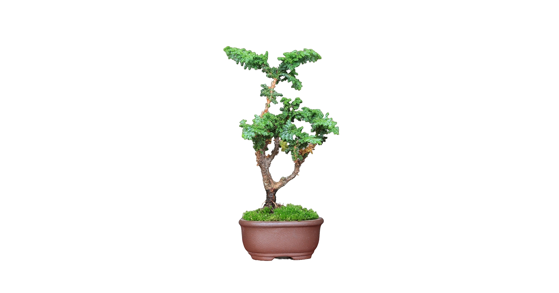 Amazon.co.jp: 石化檜 ミニ盆栽【泰寿園 Online】 : DIY・工具