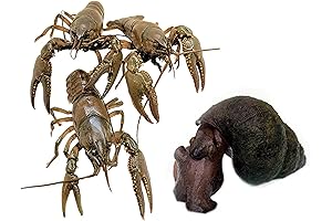 Toledo's Trapdoor Pond Snails & Crayfish