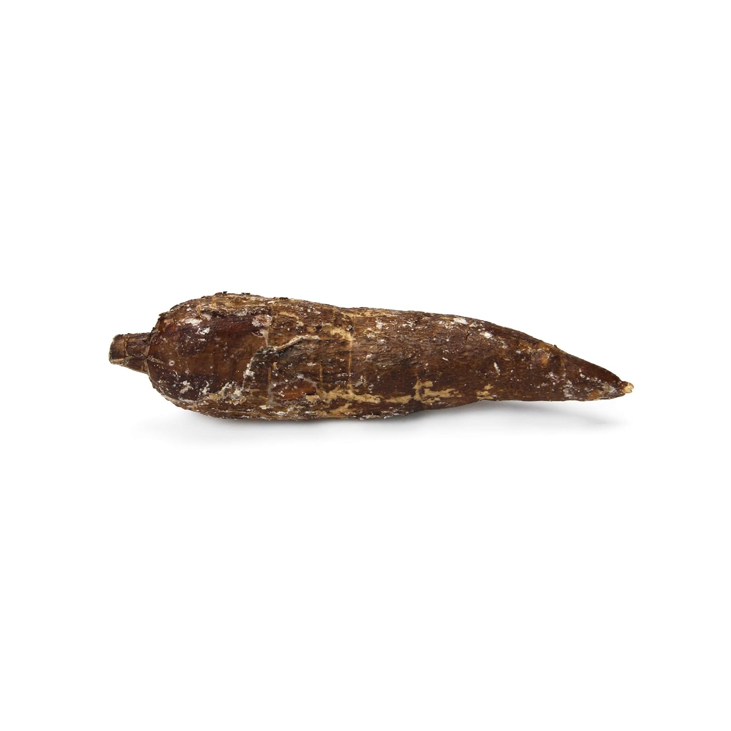 Yucca Root