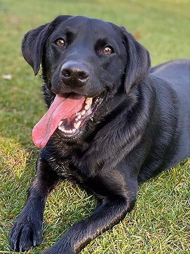 SOHUKU Labrador - Kit de arte de diamantes para perro, accesorios de pintura de puntos de diamante 5D, taladro redondo completo, bordado de