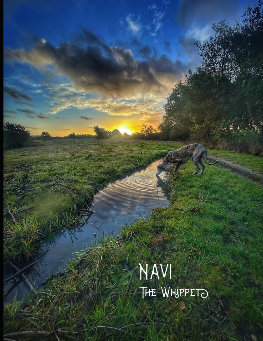 Navi the Whippet: An exquisite photo documentary of a dog’s life in Santa Cruz, California