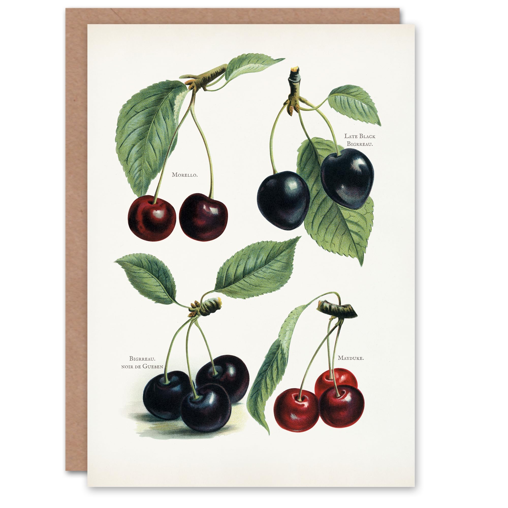 Artery8 John Wright Art Card Vintage Illustration of Cherry Varieties