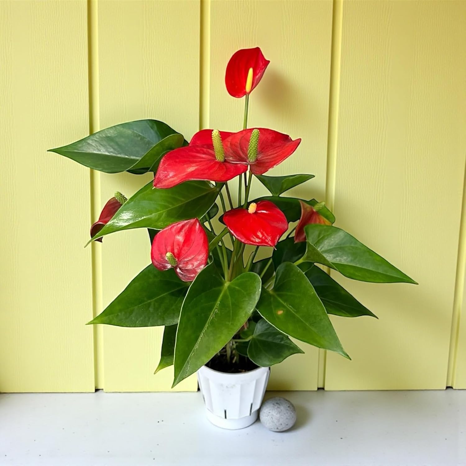 Red Anthurium (12"-14" Tall) Unique and Gorgeous Live Indoor Plant, Easy Care and Easy to Grow, Bloom Plant, 4 inch Pot