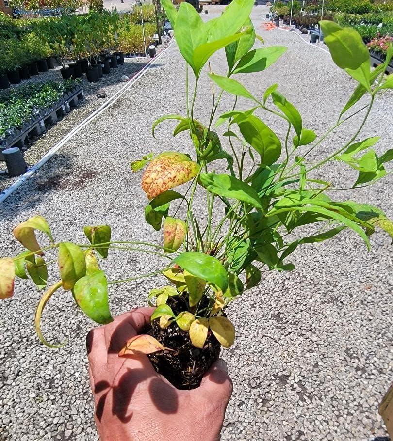 Miniatura 2 de (1) - Firepower Nandina Heavenly Bamboo - Planta de inicio (16.4 ft) (1 planta viva)