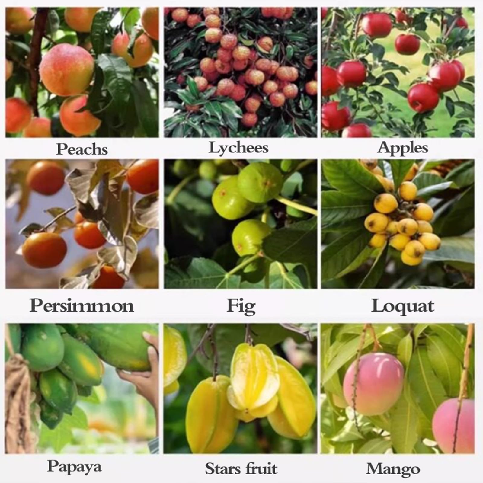 Raccoglifrutta Estensibile,Raccogli Frutta con Palo in Acciaio Inox Leggero,Bastone Raccogli Frutta,Facile da Montare,per Limoni Mele Prugne Pere Ciliegie Arance Mango