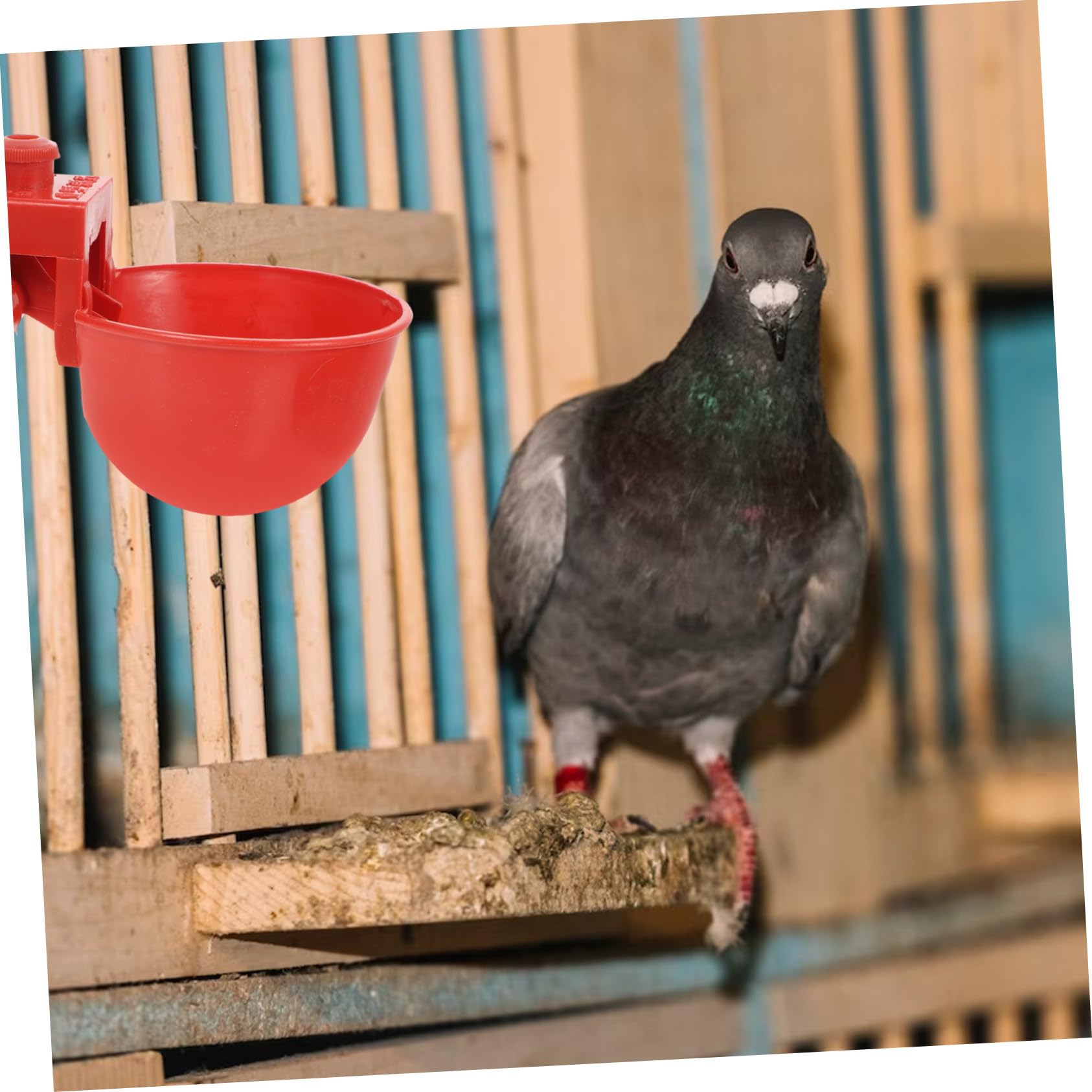 30 pezzi Abbeveratoio Regolabile Automatico per Uccelli e Piccioni Ciotola di Abs Resistente per Acqua Adatta per Volatili e Quaglie Utilizzo Sicuro e Pratico per Colore Casuale
