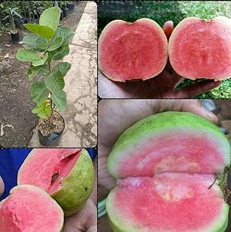 Live Red Guava Tree, Fast Growing Fruit Plant for Home & Patio, Enjoy Sweet Juicy Guavas, Low Maintenance