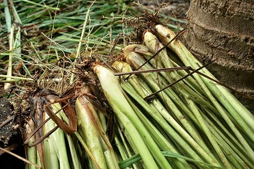 Miniatura 5 de 12 plantas de hierba de limoncillo vivo enraizadas de 4 pulgadas a 7 pulgadas de altura en interiores y exteriores, cultivadas perennes durante todo