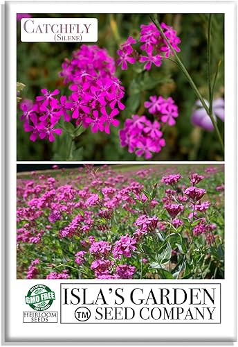 Semillas de flores Catchfly para plantar, más de 3000 semillas por paquete, semillas de jardín de Isla (semillas de jardín de Isla), semillas sin